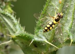 Allograpta calopoides