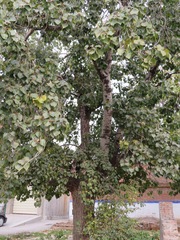 Populus tomentosa