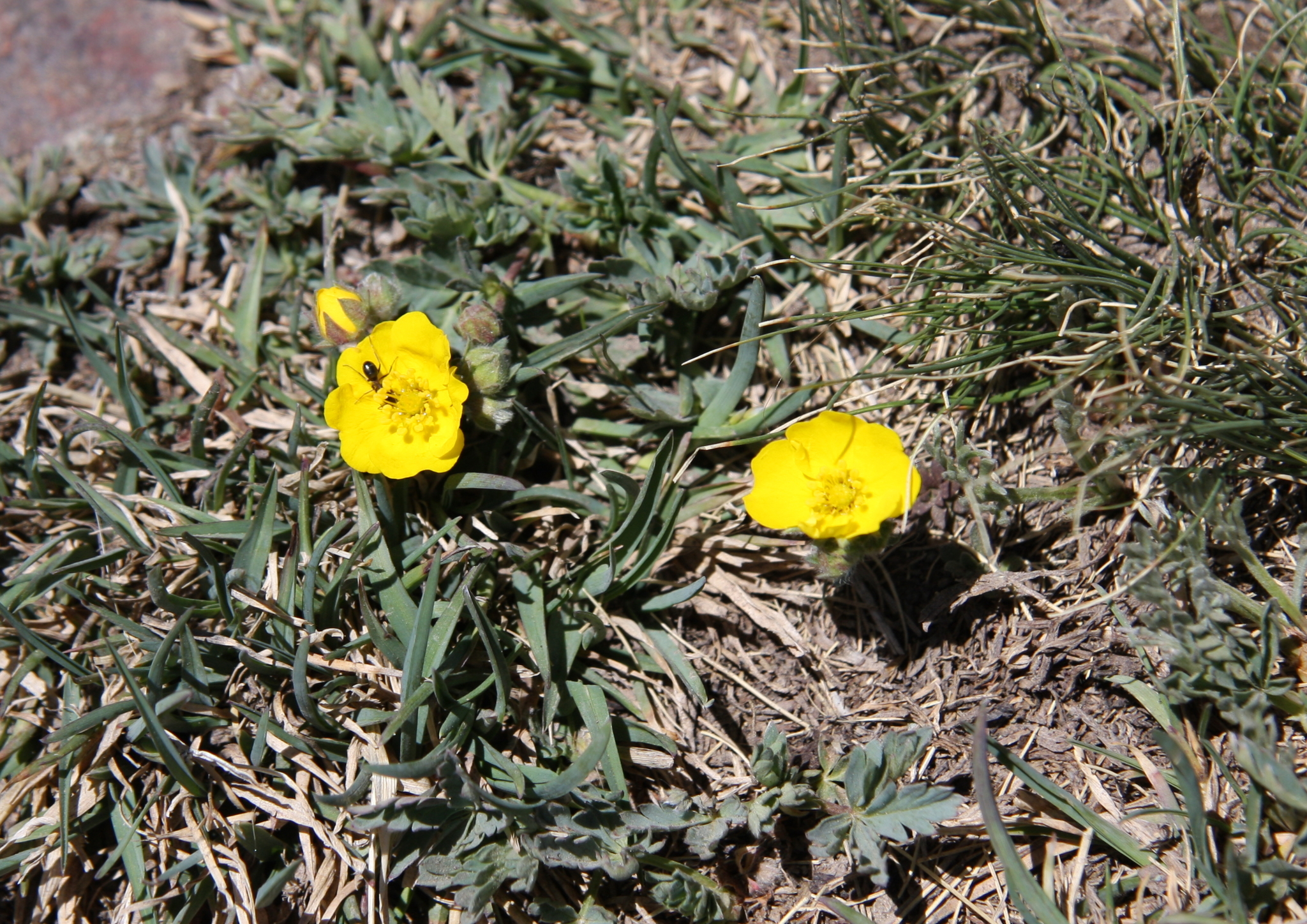 Potentilla subjuga