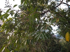 Prunus spinulosa