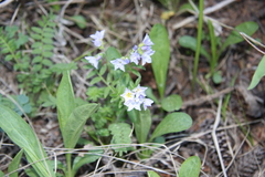 Polemonium pulcherrimum delicatum