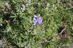 Lupinus caudatus
