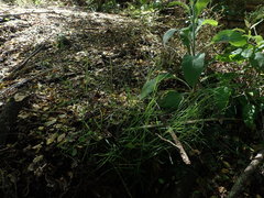 Poa matthewsii