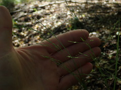 Poa matthewsii