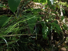 Poa matthewsii