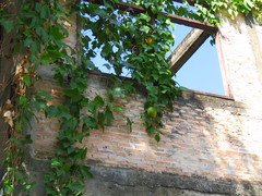 Momordica cochinchinensis