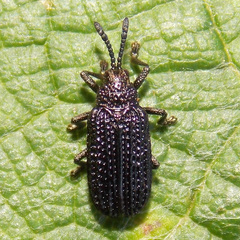 Microrhopala excavata