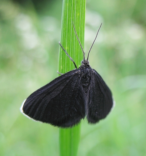 chimney-sweeper (buxton day flying moths) · inaturalist