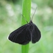 Chimney-Sweeper - Photo (c) nutmeg66, some rights reserved (CC BY-NC-ND)