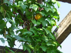 Momordica cochinchinensis