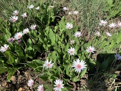 Gerbera viridifolia