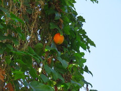 Momordica cochinchinensis