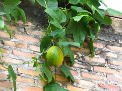 Momordica cochinchinensis