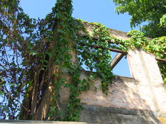 Momordica cochinchinensis