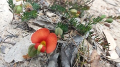 Gompholobium ecostatum