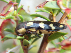 Castiarina decemmaculata