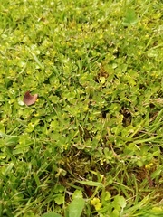 Trifolium micranthum