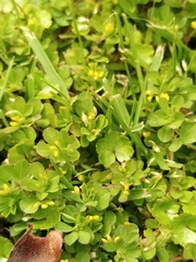 Trifolium micranthum