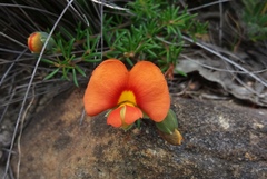 Gompholobium ecostatum