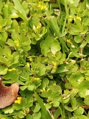 Trifolium micranthum