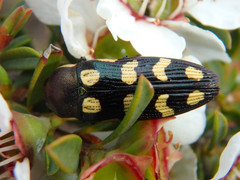 Castiarina decemmaculata