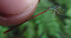 Agriocnemis ruberrima
