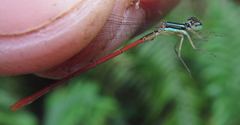 Agriocnemis ruberrima