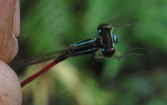 Agriocnemis ruberrima