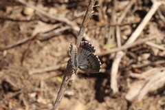 Lepidochrysops balli