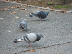 Columba livia domestica