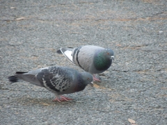 Columba livia domestica