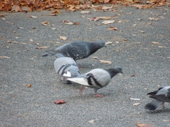 Columba livia domestica