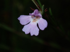 Hemigenia purpurea