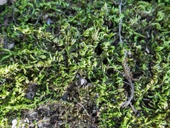 Homalothecium arenarium