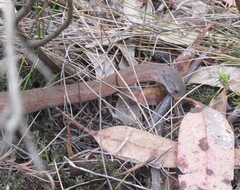 Pygopus lepidopodus
