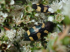 Castiarina inconspicua