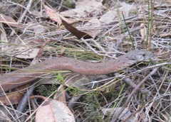 Pygopus lepidopodus