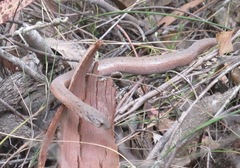 Pygopus lepidopodus