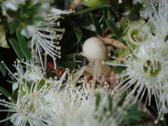 Diphucephala aurulenta