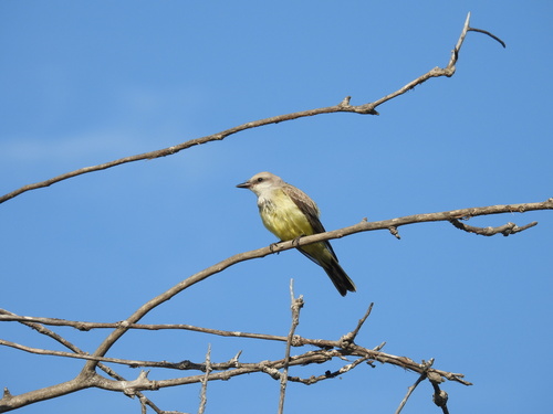 iNaturalist observation photo of Western Kingbird