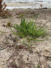 Cyperus polystachyos polystachyos