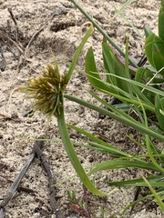 Cyperus polystachyos polystachyos