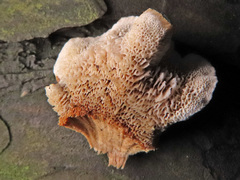 Gloeophyllum trabeum