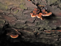 Gloeophyllum trabeum