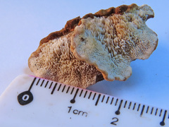 Gloeophyllum trabeum