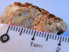 Gloeophyllum trabeum