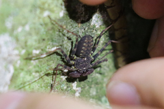 Phrynus pseudoparvulus