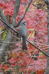 Hypsipetes amaurotis