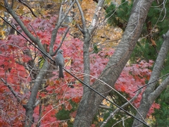 Hypsipetes amaurotis