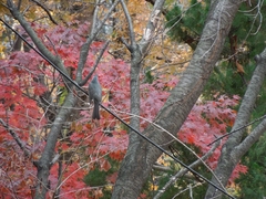 Hypsipetes amaurotis